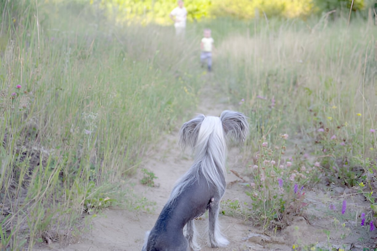Ancient rat-catching dog on a ship deck