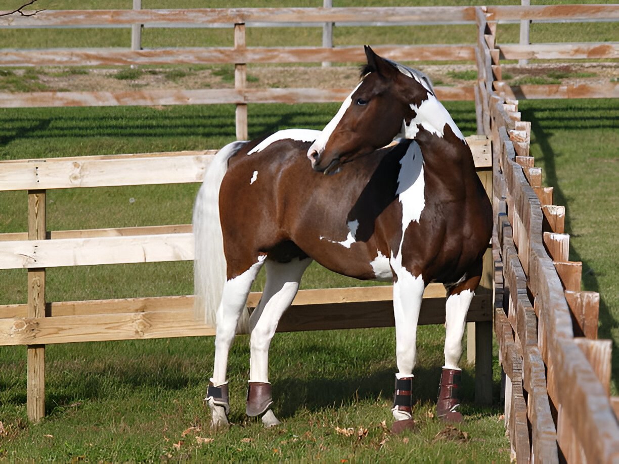 Paint Horse facing health challenges like LWS or coat sensitivity in bright sunlight.