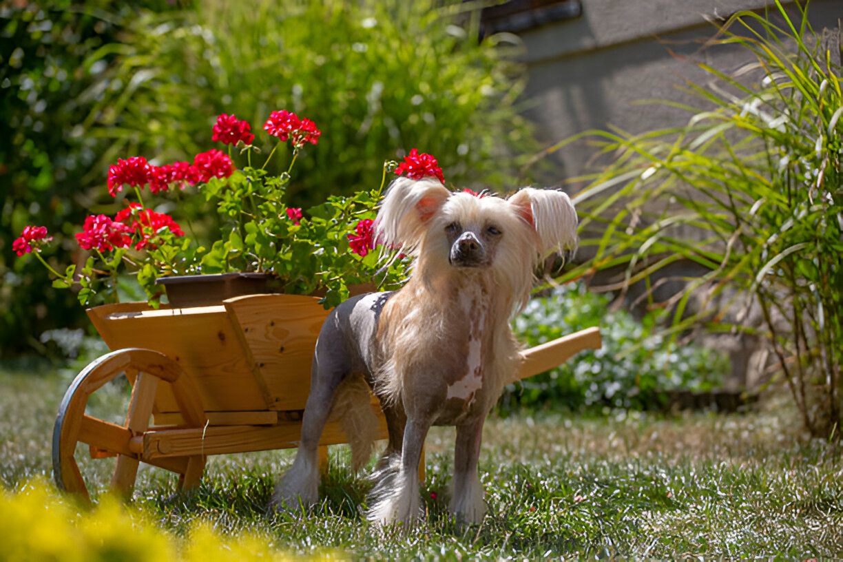 Chinese Crested posing in a floral photoshoot setup 
