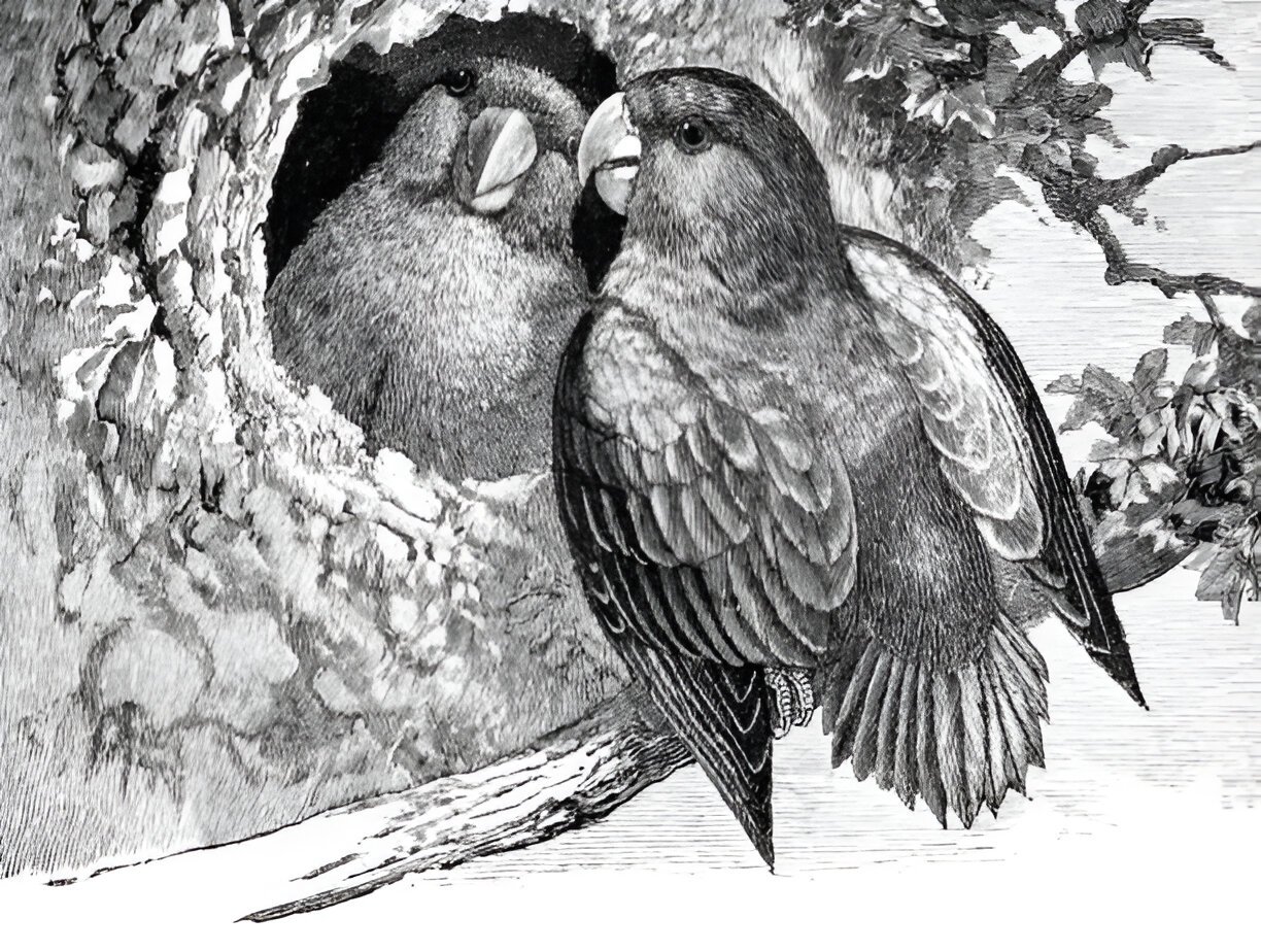 archival photo of naturalists with rare parrot, 1890s