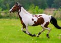 American Paint Horse running through a green field, showcasing the breed's strength, color, and grace