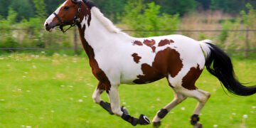 American Paint Horse running through a green field, showcasing the breed's strength, color, and grace