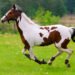 American Paint Horse running through a green field, showcasing the breed's strength, color, and grace