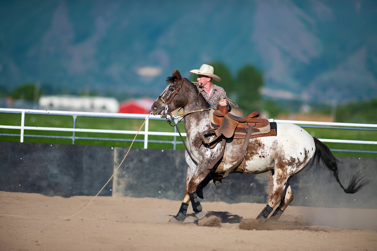 Award-winning hores showcasing beauty and grace