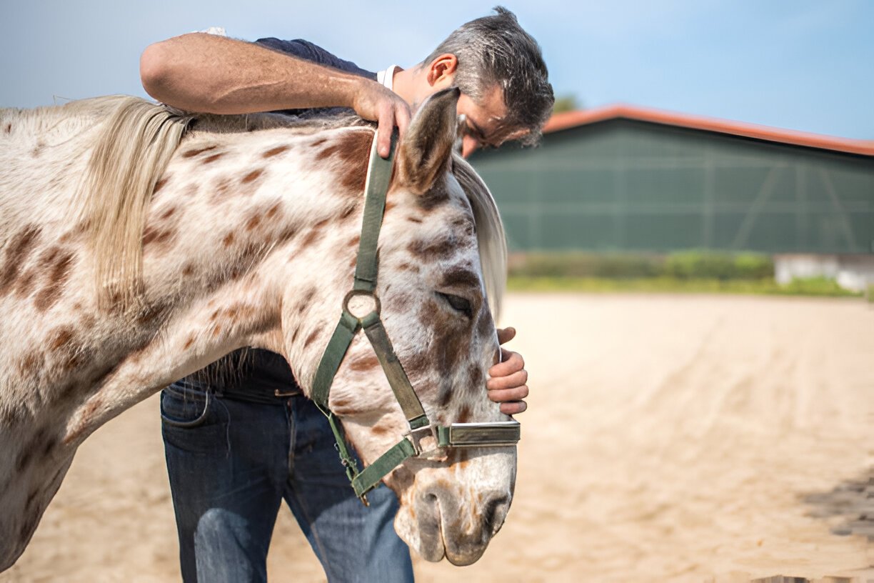 Veterinarian examining an Appaloosa Horse for eye health