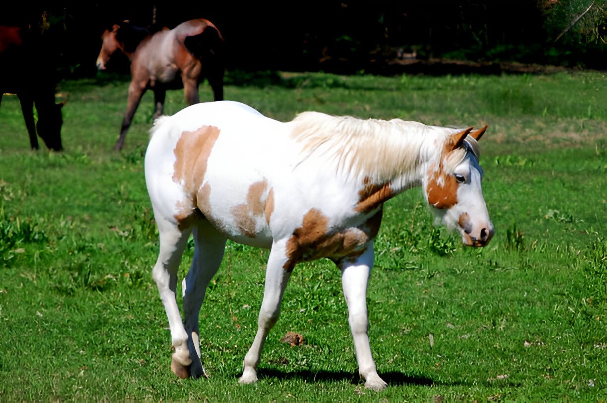 Pale horse in foggy landscape representing ghost-themed nickname.