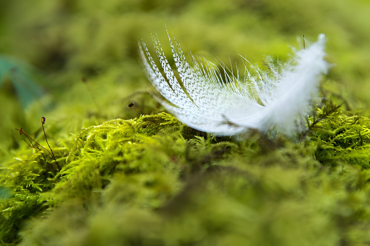 close‑up of green plumage and forest pollen suggesting musk aroma