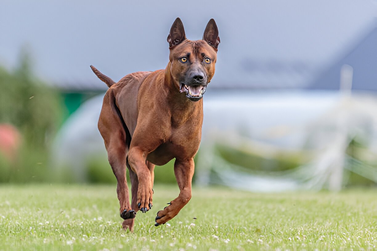 Thai Ridgeback running at full speed outdoors
