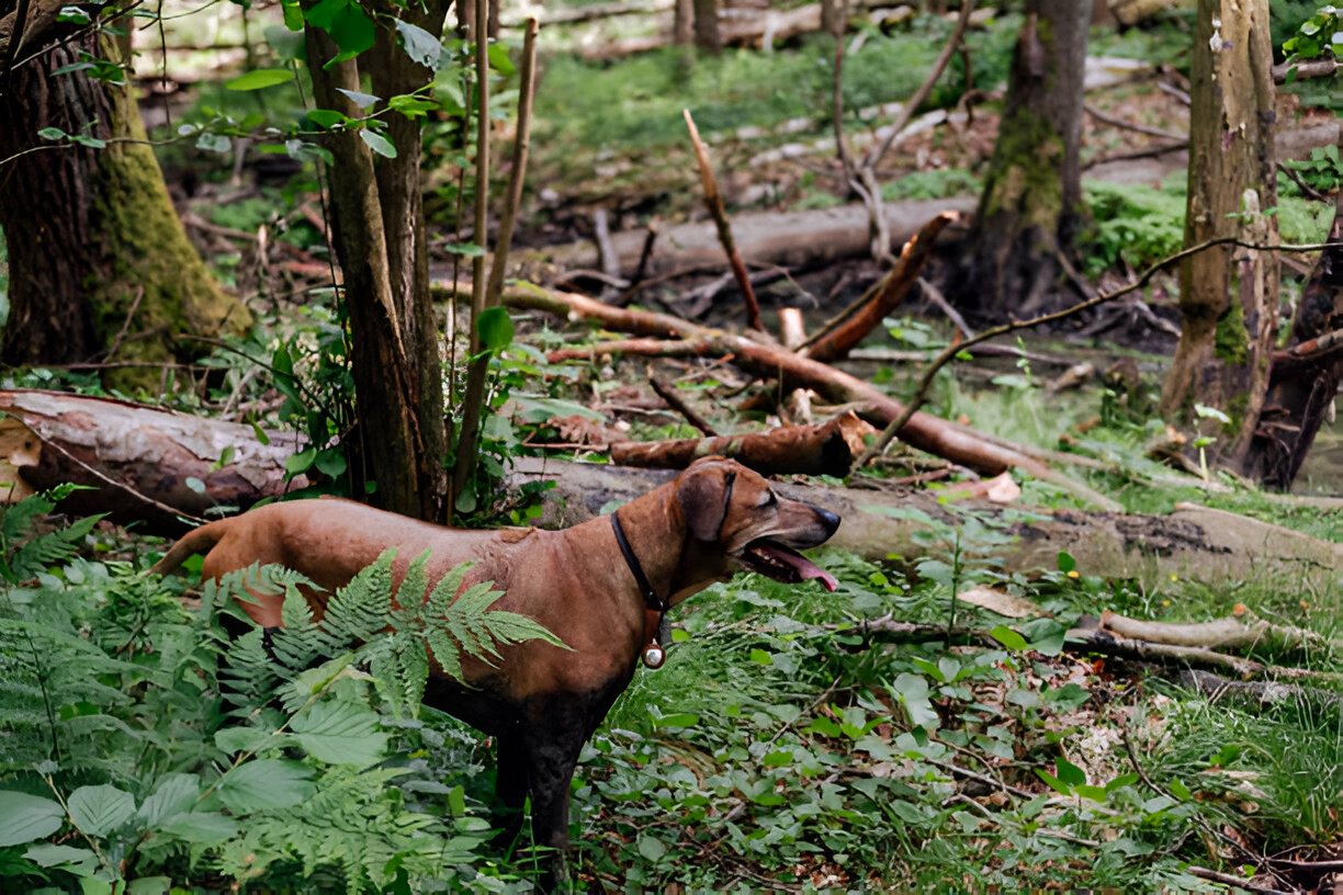 Senior dog resting comfortably on wooden deck