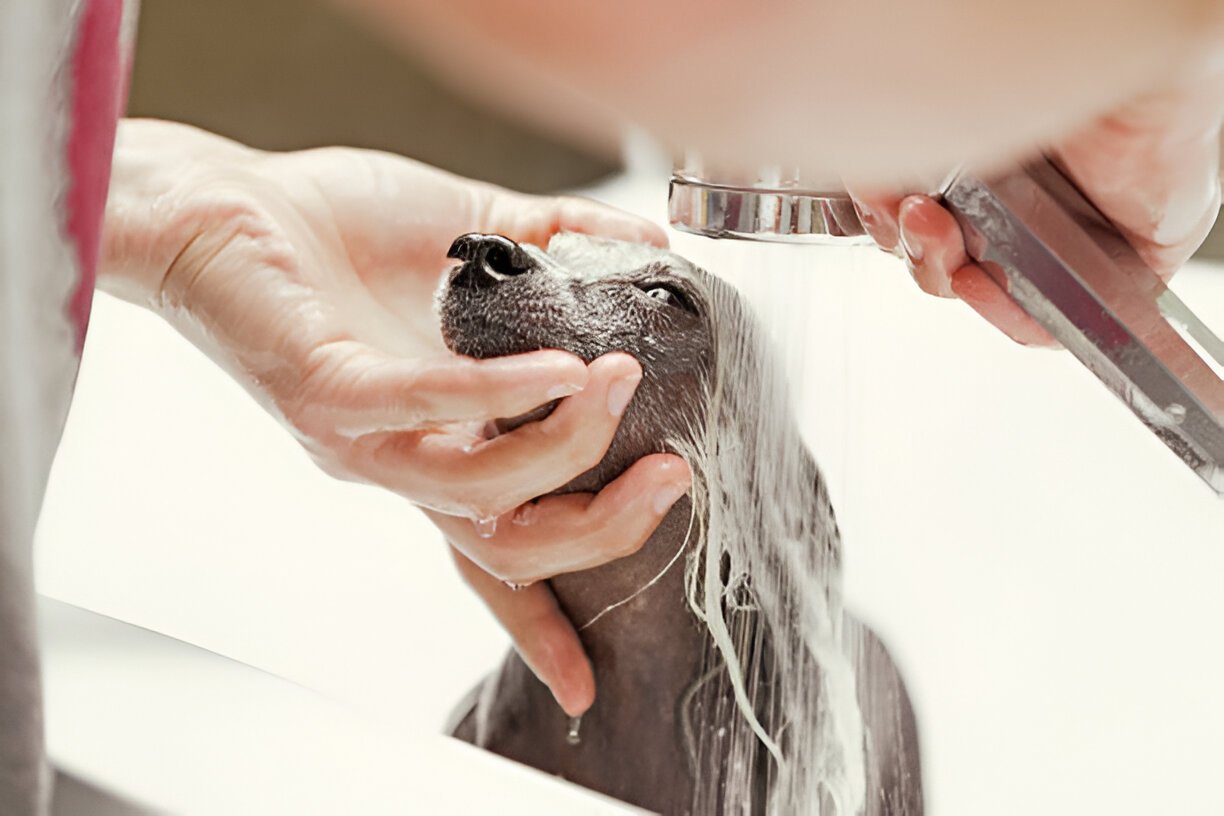 Chinese Crested being moisturized during daily care
