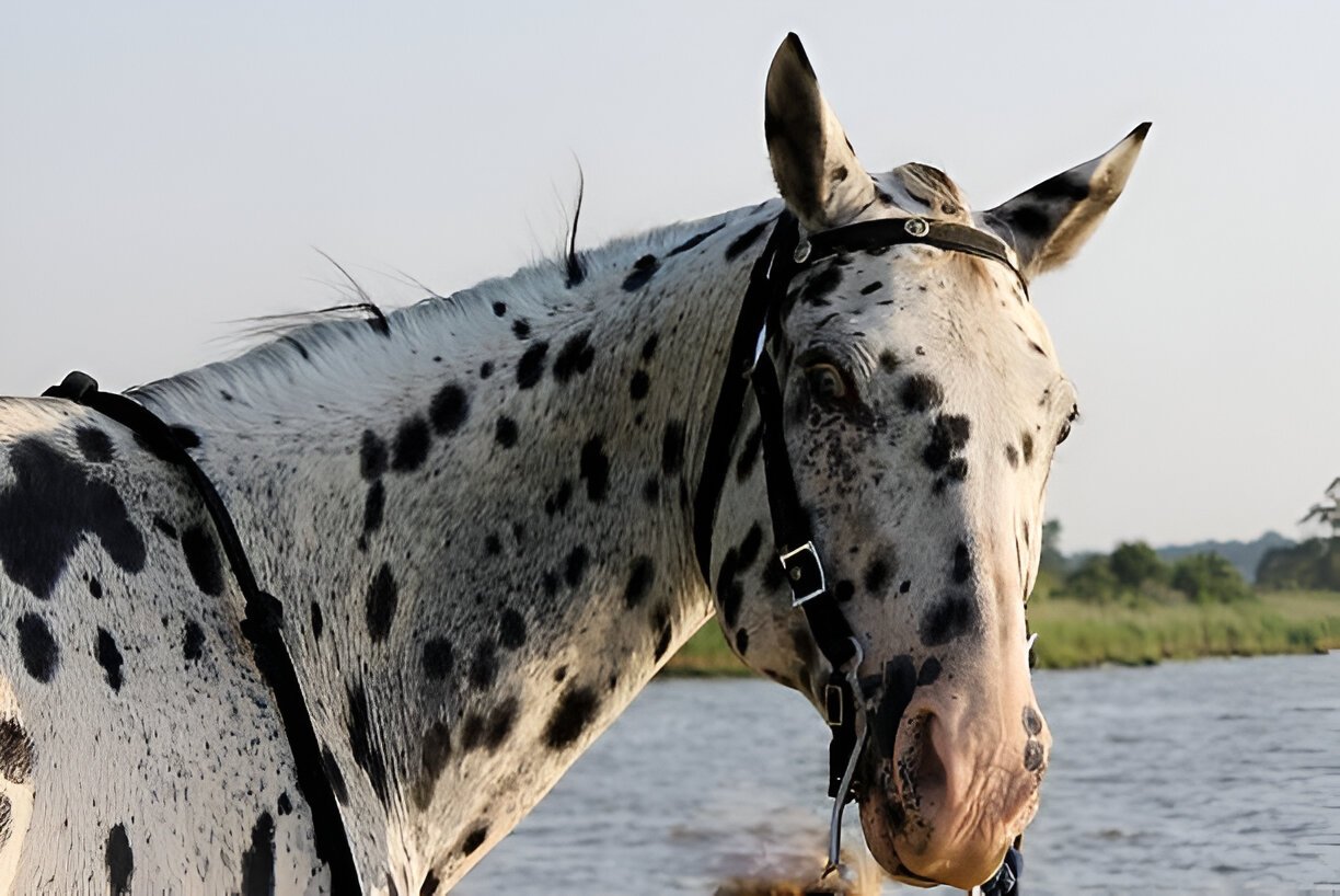 Appaloosa standing beside its ancestral breeds