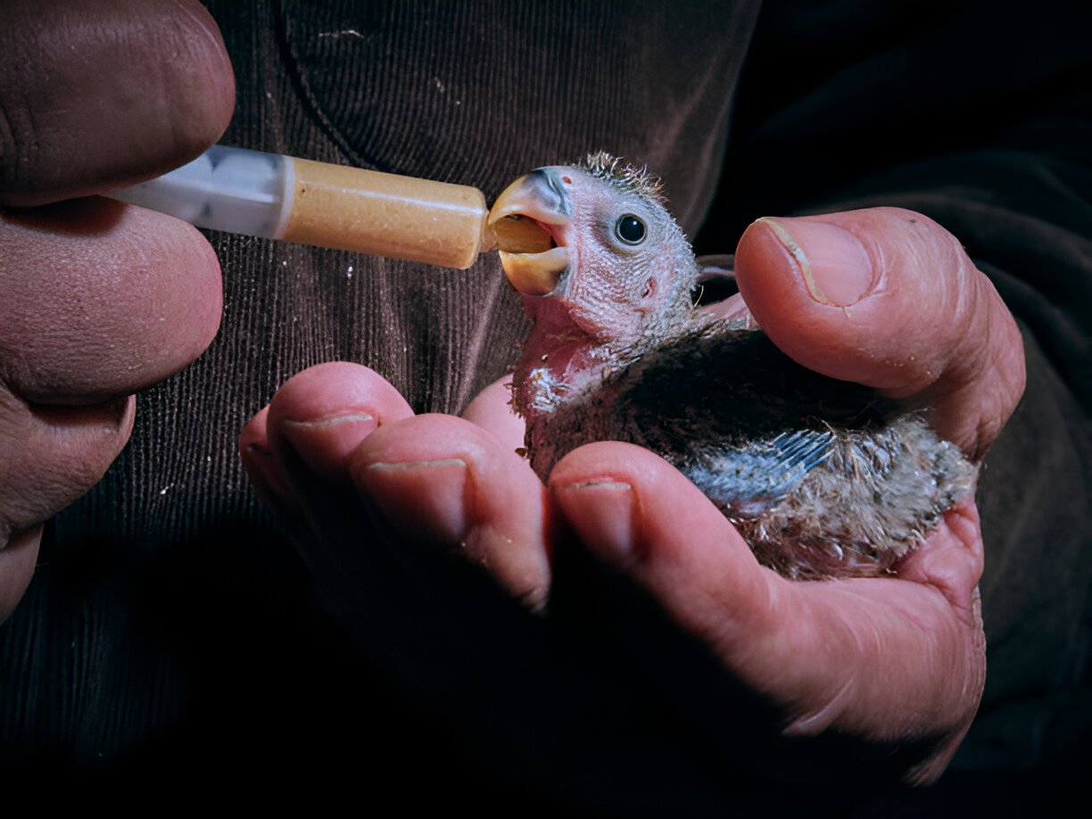 kakapo bird chick receiving hand‑feeding care
