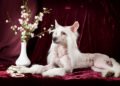 Close-up of a Chinese Crested dog sitting on a sofa