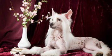Close-up of a Chinese Crested dog sitting on a sofa