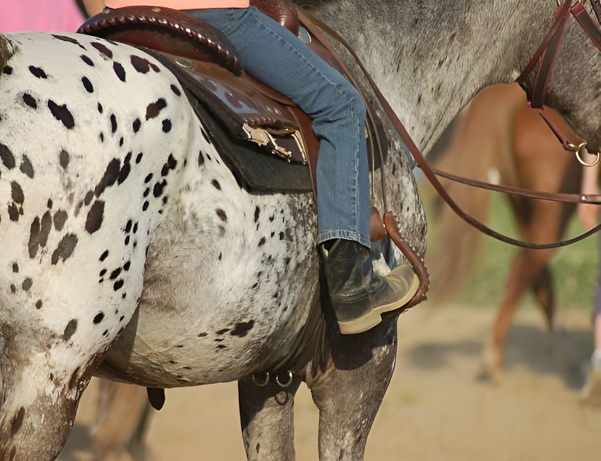 Versatile Appaloosa Horses performing in modern equestrian events