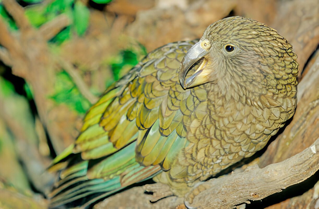elderly kakapo bird resting on forest floor symbolising longevity