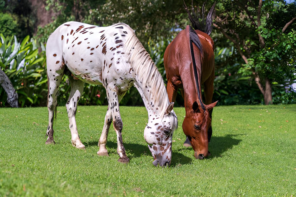 Appaloosa showing traits of warm-blooded temperament