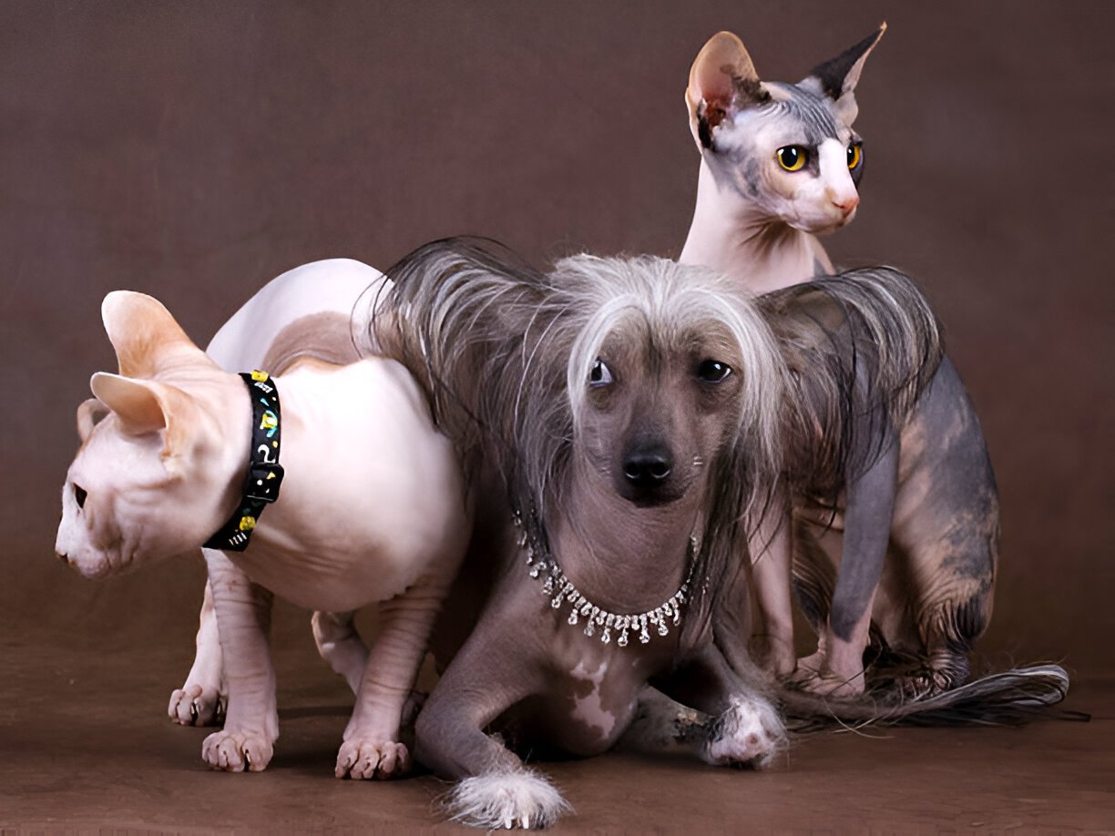 Chinese Crested interacting with other household pets