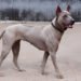 Thai Ridgeback dog standing alert in an open field