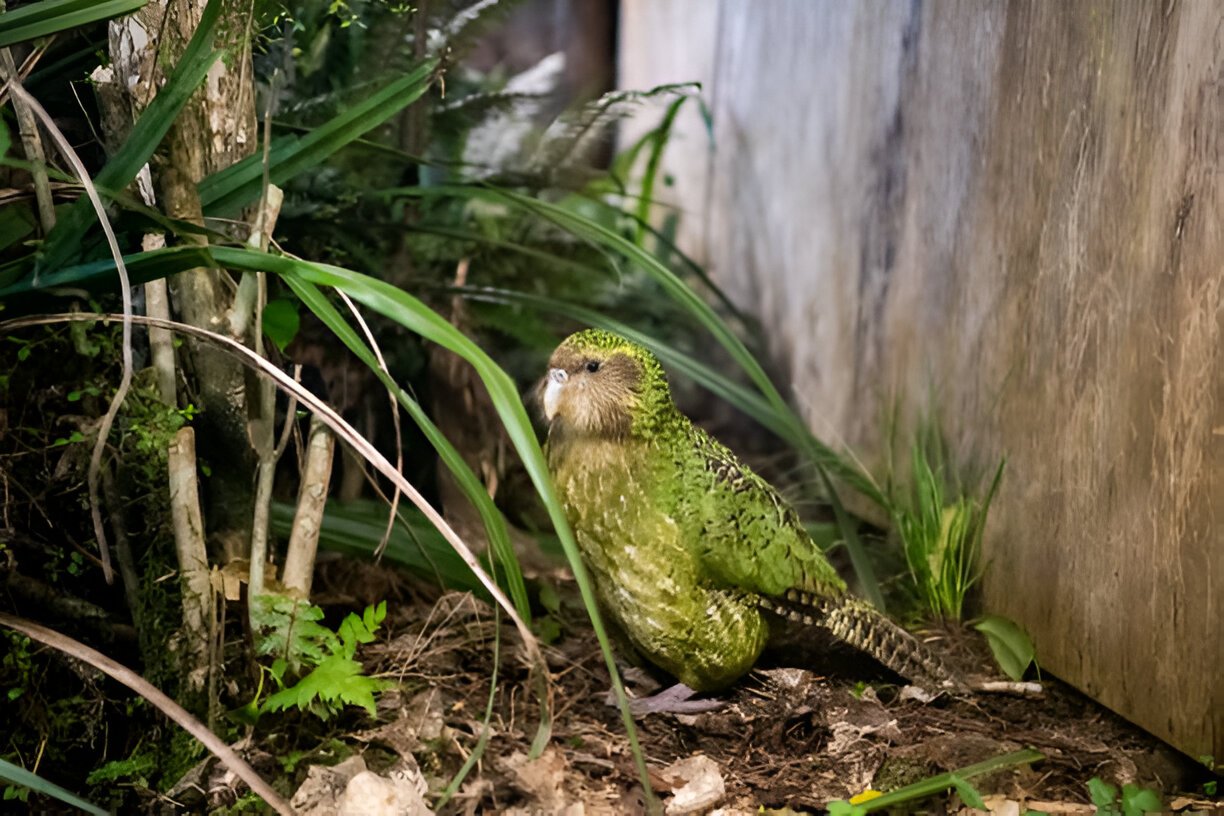 scientists counting kakapo bird population with tracking gear