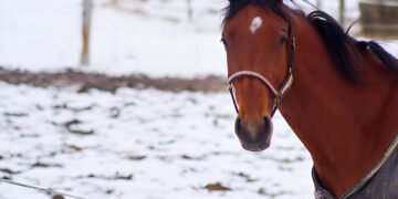 Morgan Horse standing proudly in a green pasture with sunlight highlighting its muscular frame