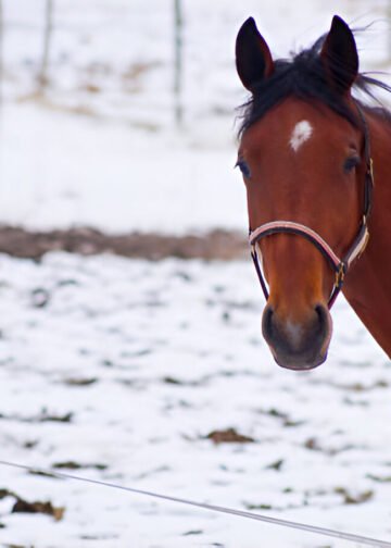 Morgan Horse standing proudly in a green pasture with sunlight highlighting its muscular frame