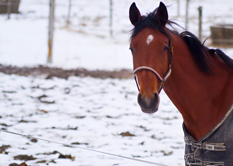 Morgan Horse standing proudly in a green pasture with sunlight highlighting its muscular frame