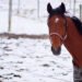 Morgan Horse standing proudly in a green pasture with sunlight highlighting its muscular frame