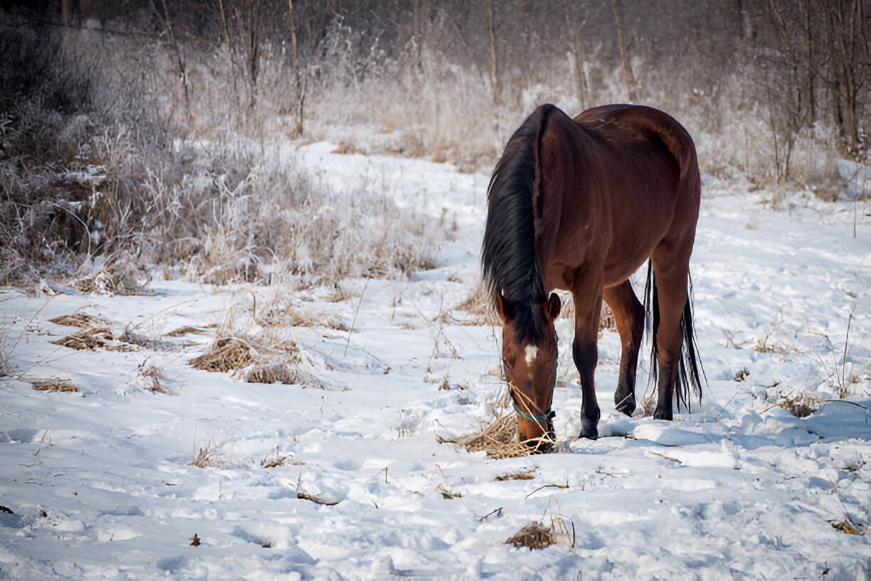 Elderly horse grazing in a quiet meadow during sunset