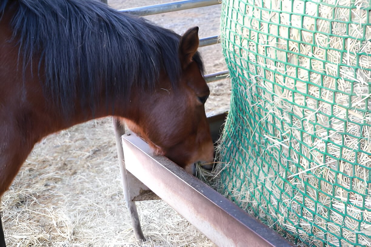 Morgan Horse eating hay with a balanced diet of forage and grains nearby