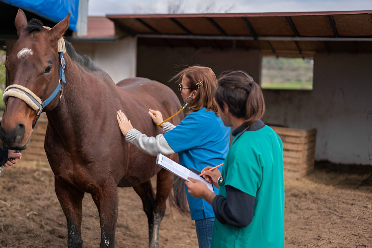 Veterinarian performing a health checkup on a Morgan Horse inside a stable