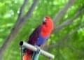 Peaceful and non-aggressive Eclectus Parrot calmly resting