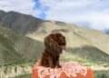 Majestic Tibetan Mastiff standing in the Himalayas