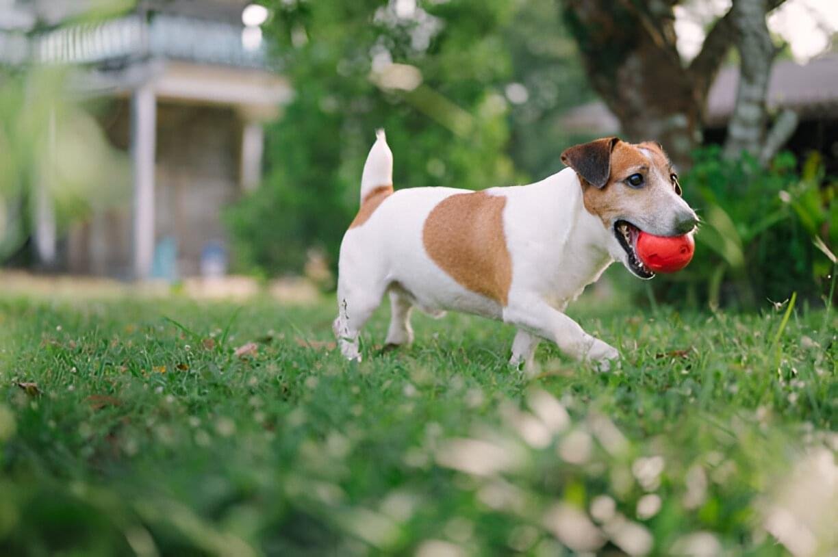 Jack Russell Terrier: Complete Dog Owner’s Guide