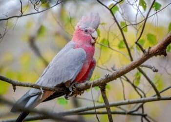 Pink and grey Galah perched on a branch