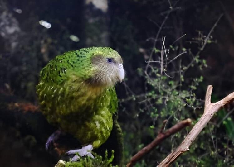 kakapo bird perched on mossy branch at night