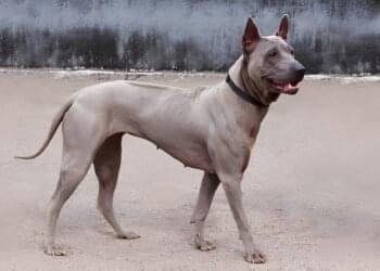 Thai Ridgeback dog standing alert in an open field